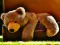 Permainan Plush Teddy Bear secara online