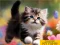Permainan Puzzle Sliding Kittens secara online