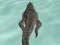 Permainan Crocodile Simulator Beach Hunt secara online