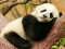Permainan Animal Differences secara online