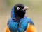 Permainan Animal Puzzle: Wildlife & Logic secara online