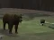 Permainan Bear Den secara online