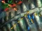 Permainan Fishing King secara online