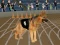 Permainan Crazy Dog Racing Fever secara online