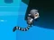 Permainan Jungle Jump secara online
