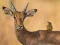 Permainan Wild Deer Jigsaw secara online