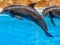 Permainan Sea Dolphin Jigsaw secara online