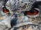 Permainan Wild owl Jigsaw secara online