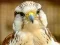 Permainan Gyrfalcon Jigsaw secara online