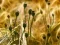 Permainan Poppy Bud Jigsaw secara online