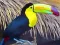 Permainan Toucan Bird Jigsaw secara online