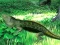 Permainan Lizard Forest Escape secara online
