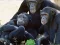 Permainan Funny Chimpanzee Jungle Escape secara online
