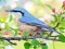 Permainan Hidden Spots Birds secara online