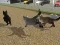 Permainan Run Cat Cat Race secara online