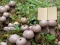 Permainan Lycoperdon Mushroom Land Escape secara online