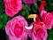 Permainan Precious Rose Escape secara online