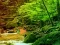 Permainan Peaceful Rainbow Forest Escape secara online