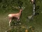 Permainan Sniper Hunting Deadly Animal secara online
