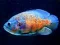 Permainan Tiger Fish Jigsaw secara online