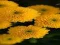 Permainan Chrysanthemums Jigsaw secara online