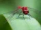 Permainan Dragon Fly Jigsaw secara online