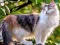 Permainan Rotate Puzzle - Cats and Dogs secara online
