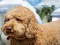 Permainan Labradoodle Jigsaw secara online