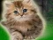 Permainan Couple Kitten Escape secara online