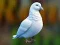 Permainan Realistic Pigeon Rescue secara online