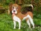 Permainan Flower Garden Dog Escape secara online