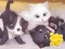 Permainan Jigsaw Puzzle: Playing Cats secara online