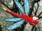 Permainan Escape From Dragonfly Forest secara online