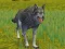 Permainan The Wolf: Wild Animal Simulator secara online