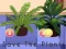 Permainan Save the Plants secara online