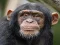 Permainan Chimpanzee Jigsaw secara online