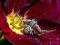 Permainan Crab Spider Jigsaw secara online
