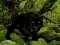 Permainan Escape from Black Panther Forest secara online