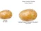 Permainan Potato Construct 2 Edition secara online