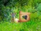 Permainan Return To Alsunga Forest secara online