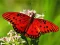 Permainan Nature Jigsaw Puzzle Butterfly secara online