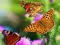 Permainan Butterfly Slide secara online