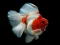 Permainan Gold Fish Jigsaw Puzzle secara online