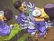 Permainan Save The Dodos secara online