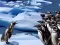 Permainan Penguins Slide secara online