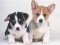 Permainan Cute Puppies Puzzle secara online