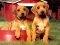 Permainan Puppy Pairs Puzzle secara online