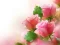 Permainan Pink Roses secara online
