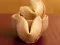 Permainan Fortune Cookies secara online