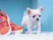 Permainan Lovely Puppy Puzzle secara online